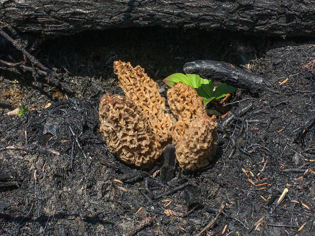 An afternoon of ash and sweat Searching for the evasive morel