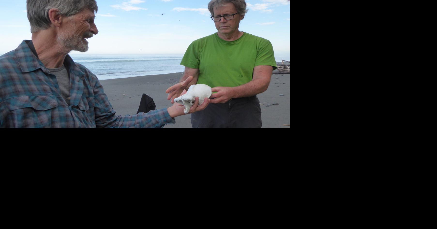 What killed the world’s giants?