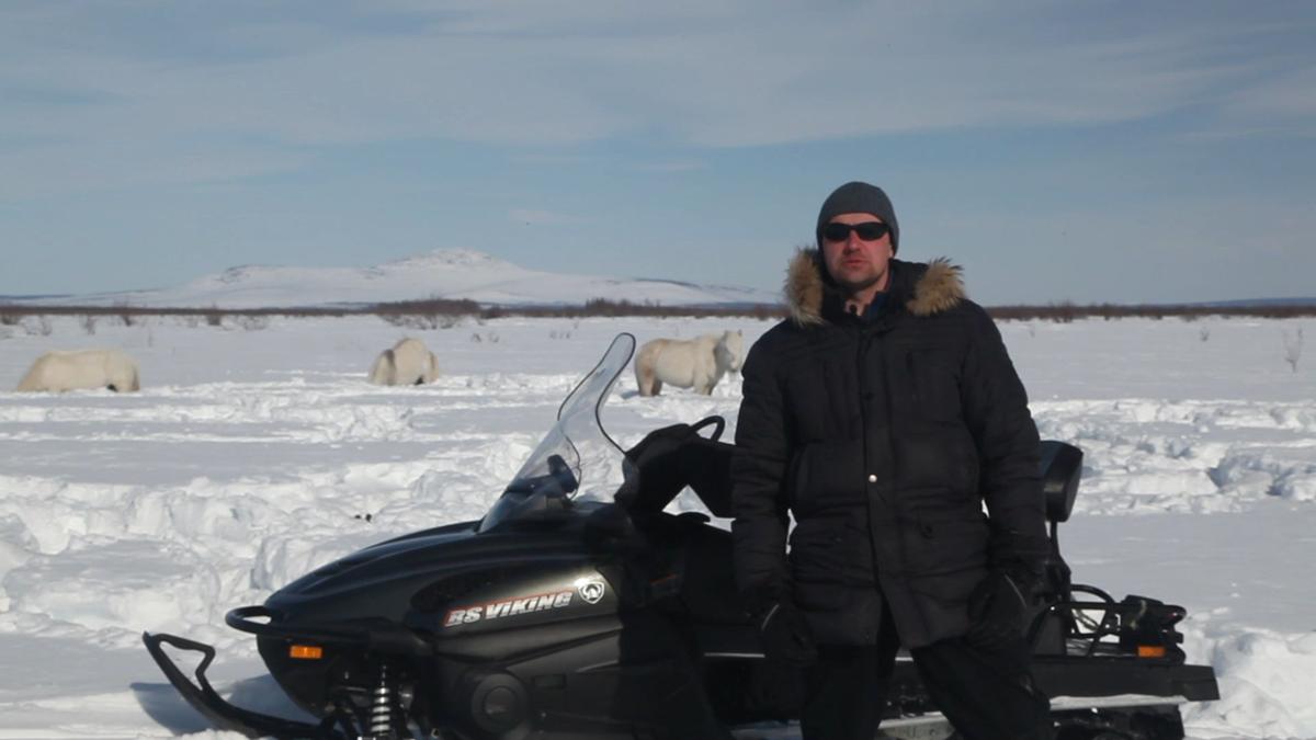 Bison To Battle Global Warming Project Gathers Large Arctic