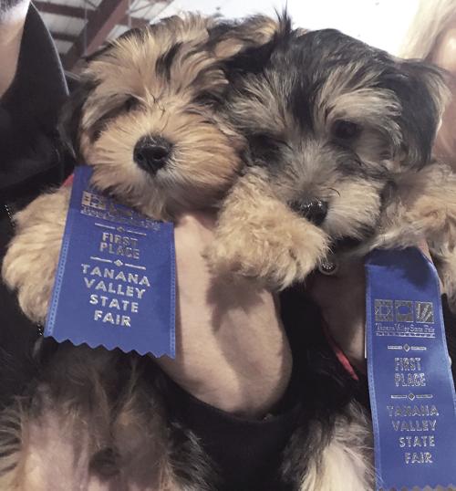 Dog costume contest Fair 2019