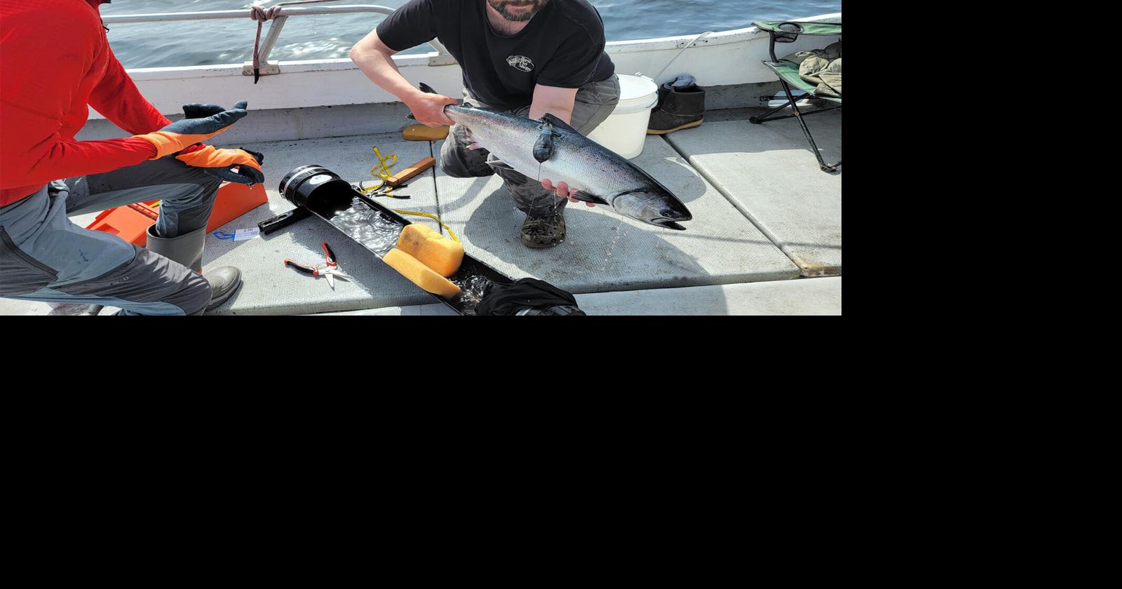 Salmon tagging data could help trawlers reduce bycatch