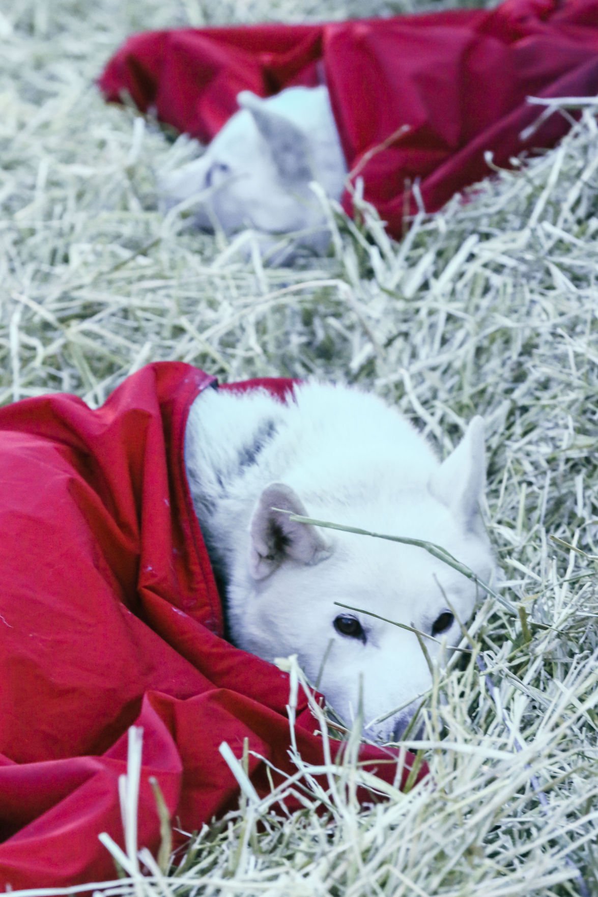 2019 Yukon Quest - Dawson City 3