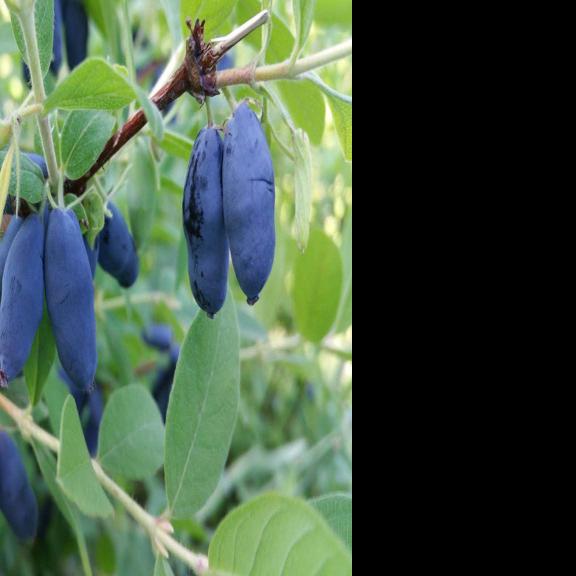 Honeyberries find a home in Alaska Gardening
