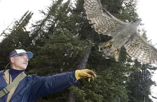 Alaska falconers practice ancient art | Alaska News | newsminer.com