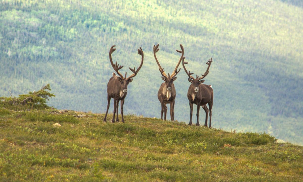 Fortymile caribou hunt quota still undecided after record 2019 hunt