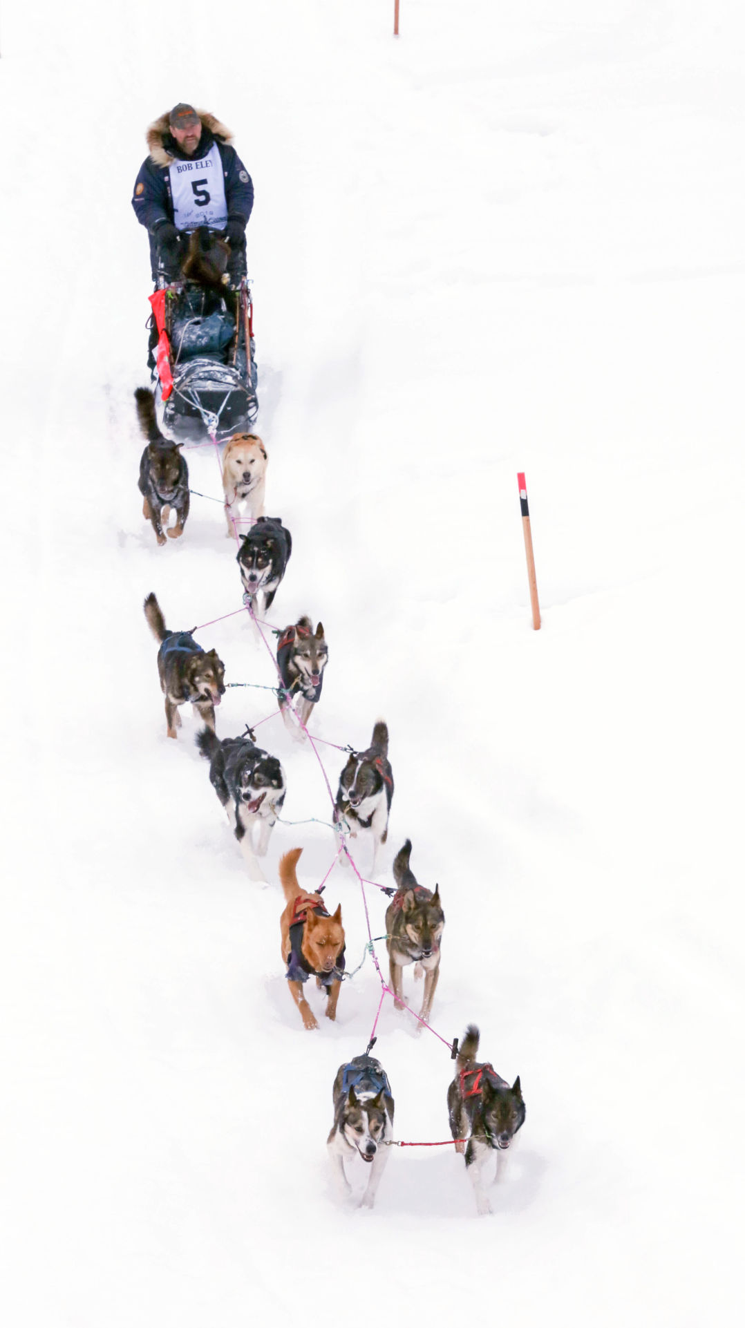 2019 Yukon Quest - Fairbanks