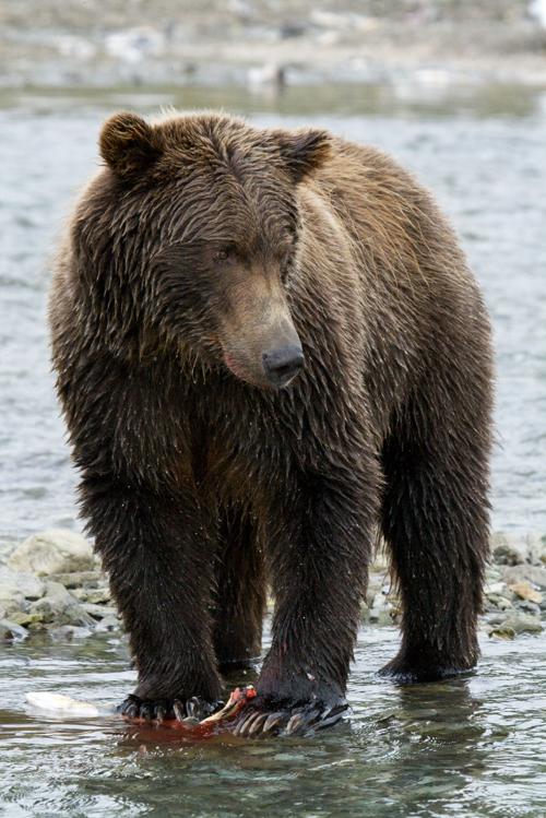 Bear Attacks Happen In Alaska But How Often Local News Newsminer Com