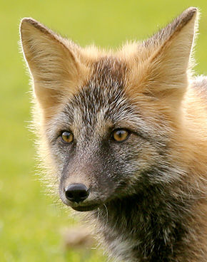 Fox