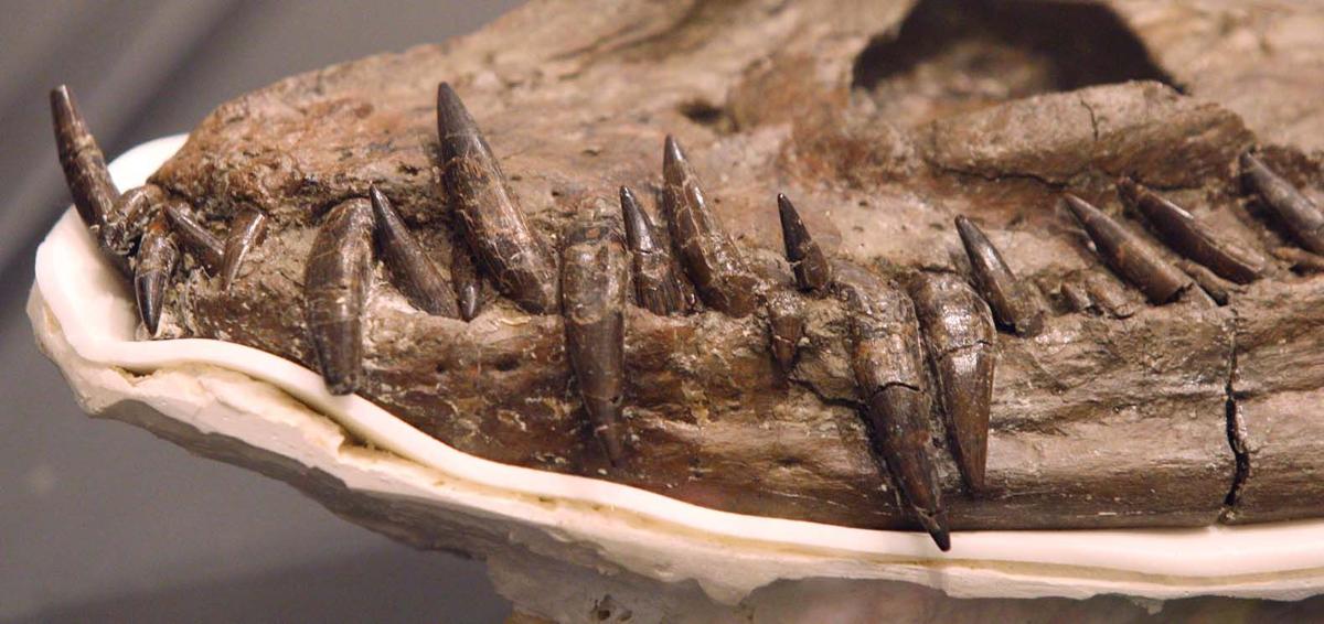 Ancient aquatic reptile found in Alaska for first time Alaska News