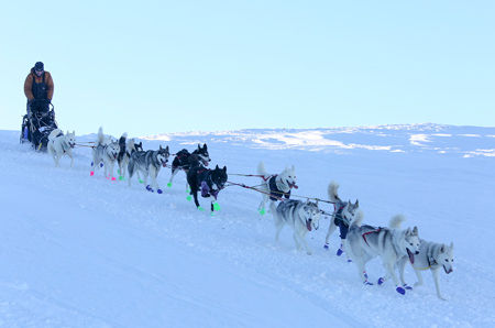 Yukon Quest: Eagle Summit