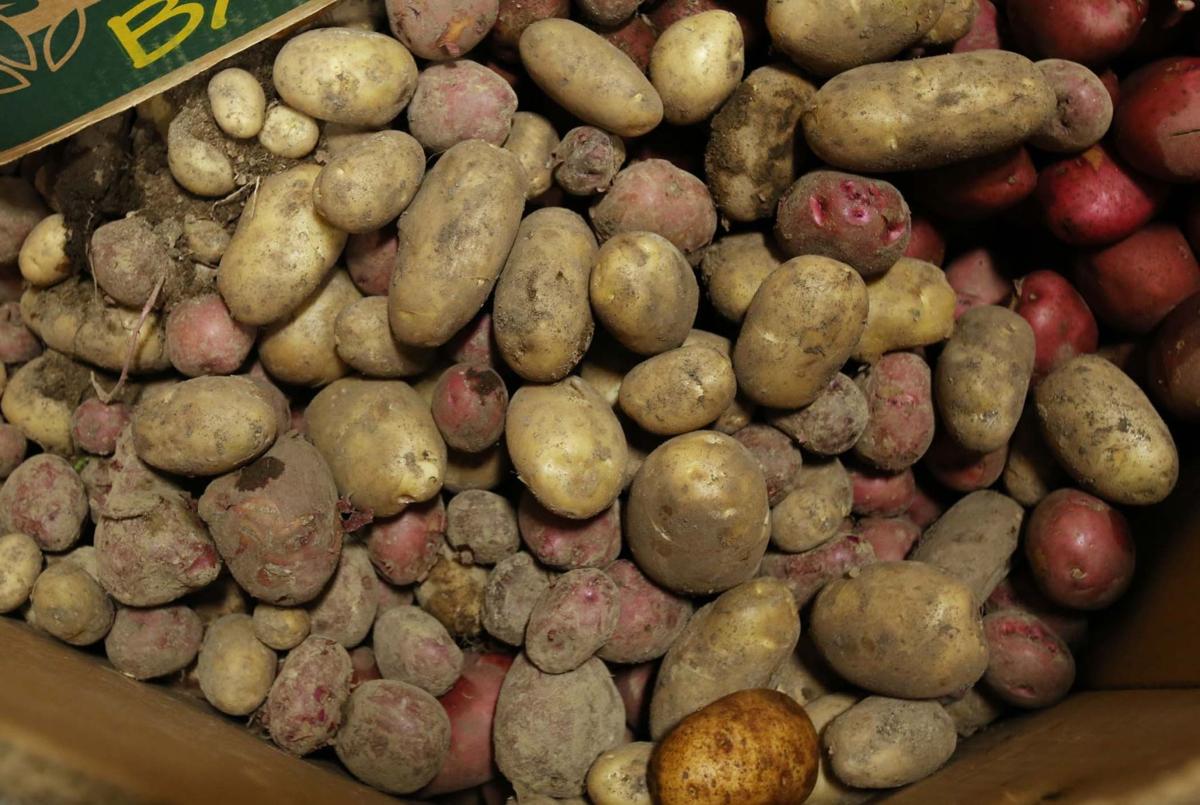 Alaska Garden Produce Helps Meet Food Pantry Demand Local News