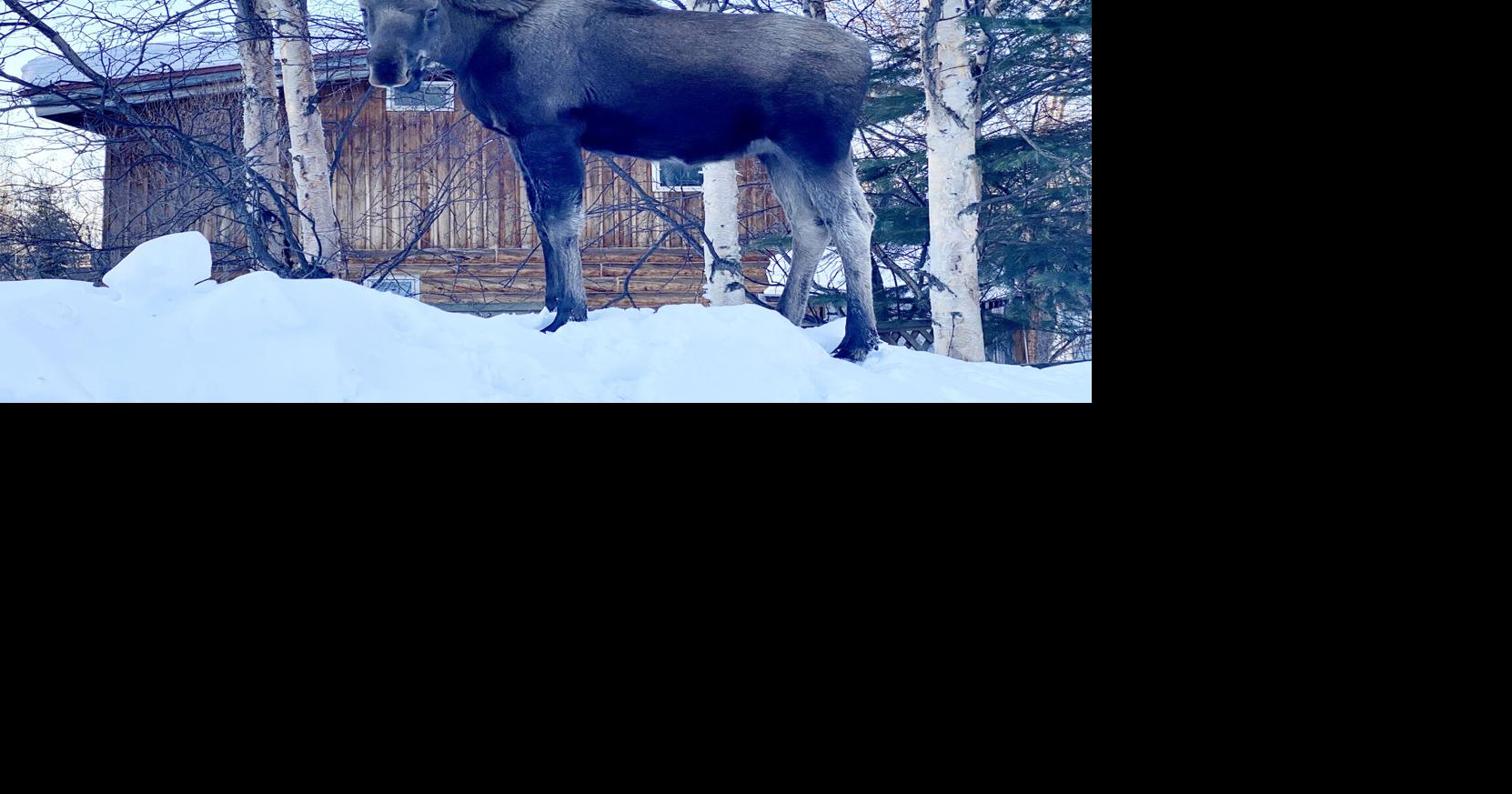 Subsistence Board to consider changes to hunting, trapping regulations