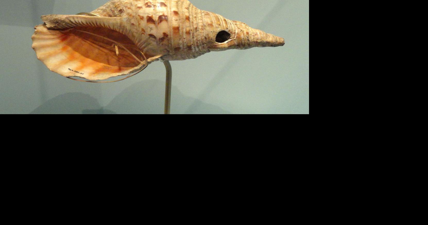Lizard love, sizzling suns, ancient instruments and search strings | At ...