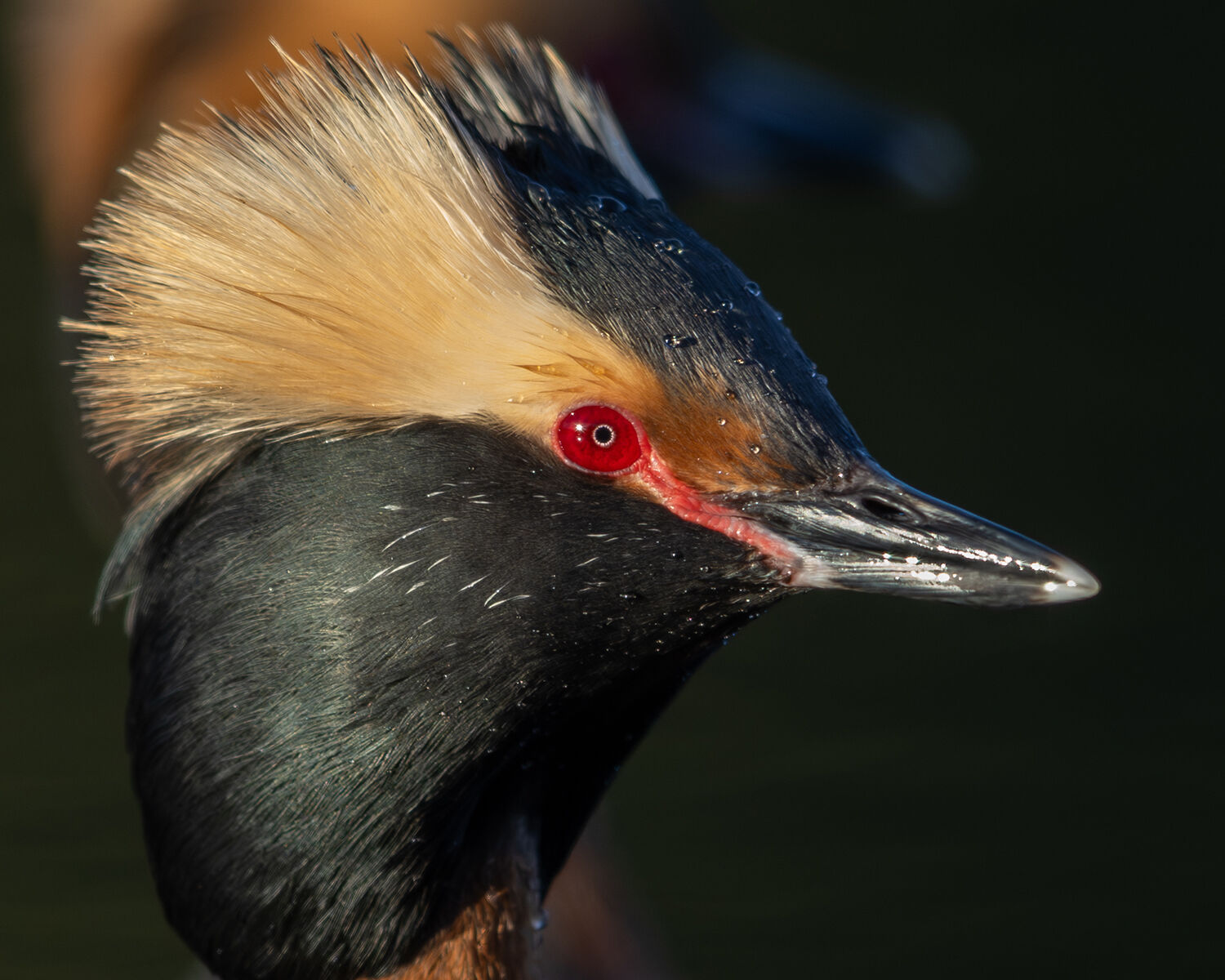The reluctant migration of the horned grebe | Outdoors | newsminer.com
