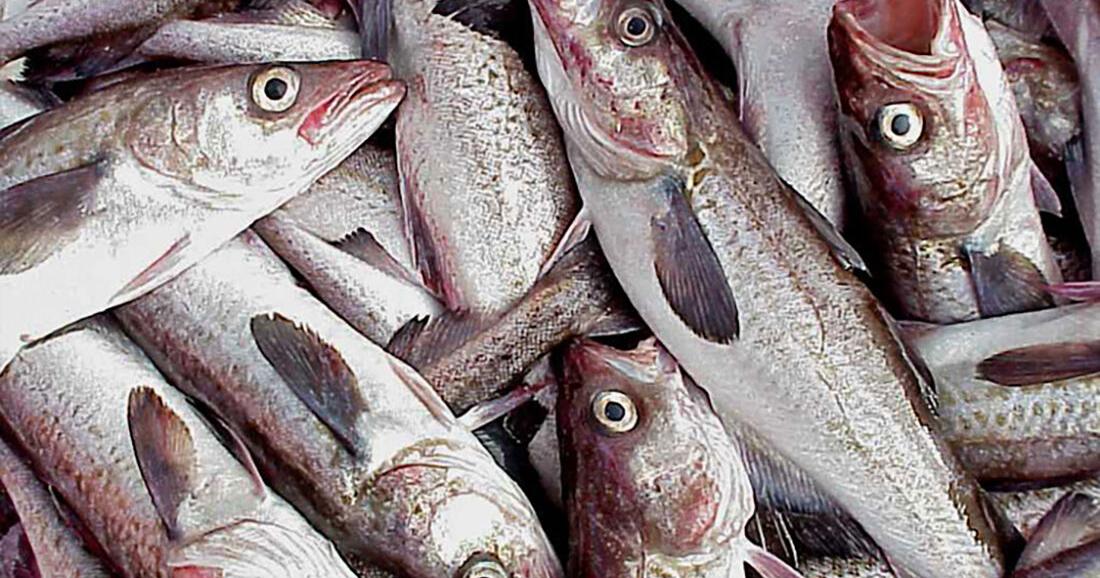 We are Alaska pollock fishermen. Here’s the truth about our fishery