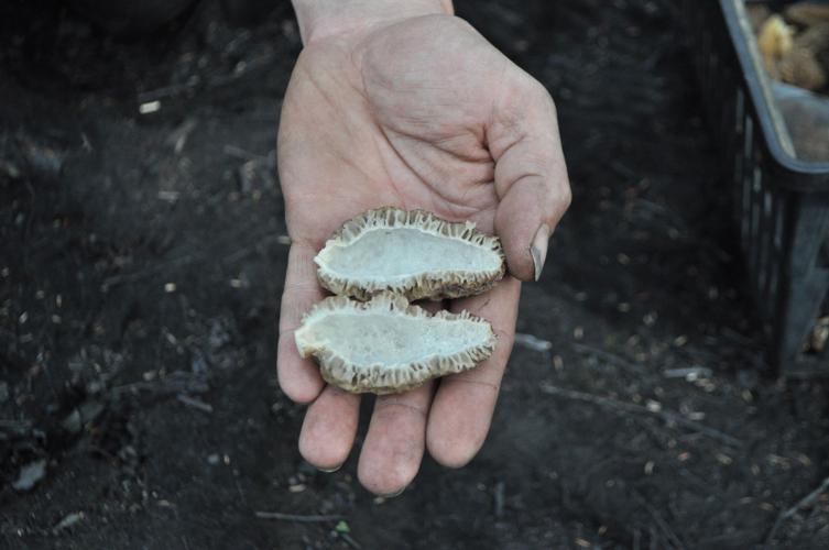 Entrepreneur hopes to sell Alaska’s abundant morels Outside Outdoors