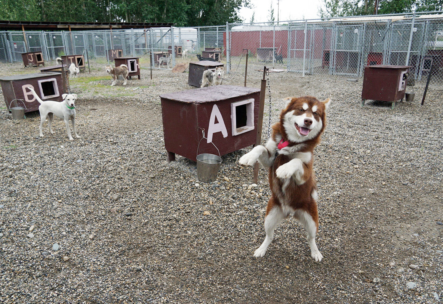 Drop off kennels to be included in new animal shelter Local News