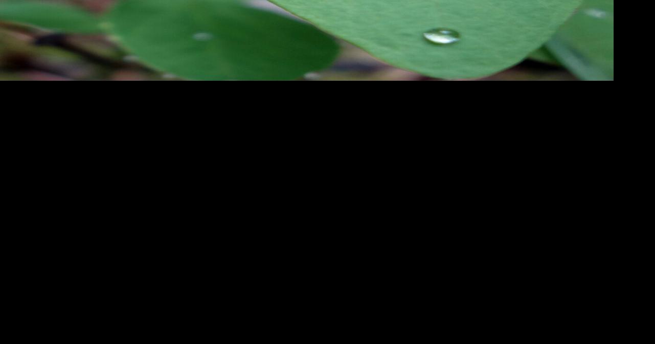 Rain falls, as it always has