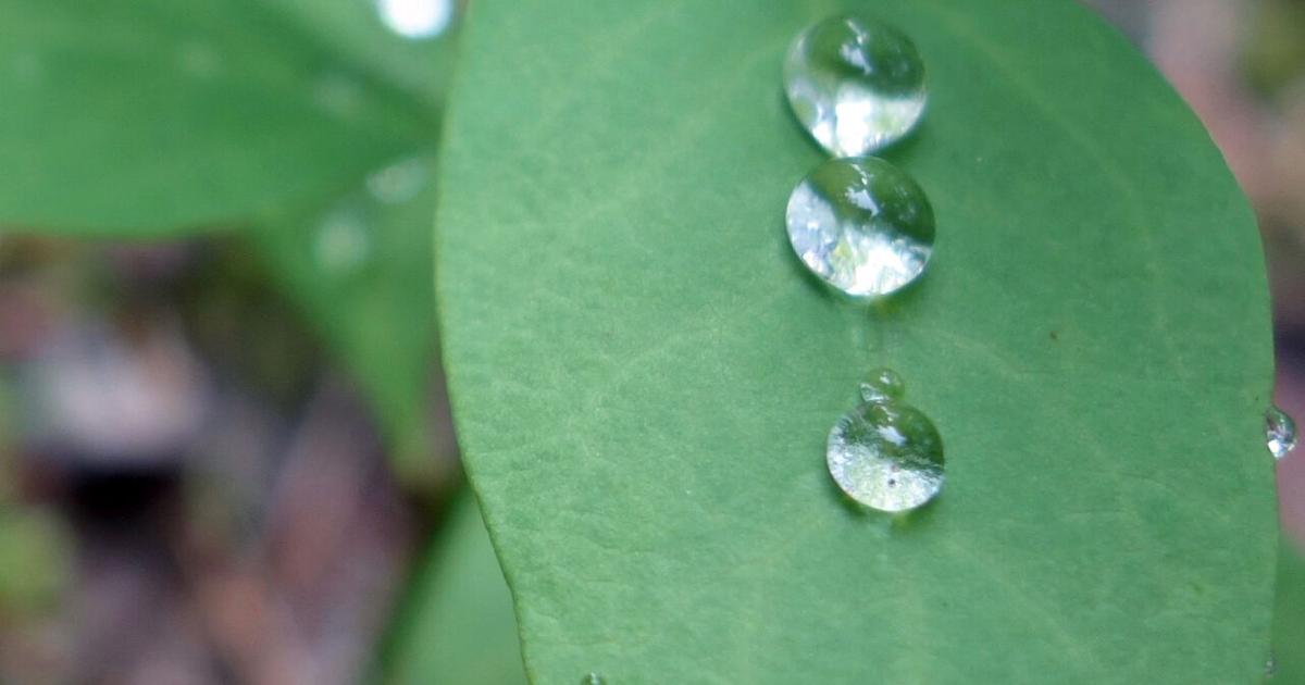 Rain falls, as it always has