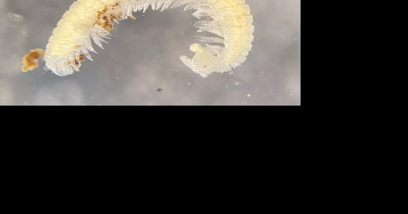 A different kind of frontier: Discovering the tiny creatures unique to Alaska