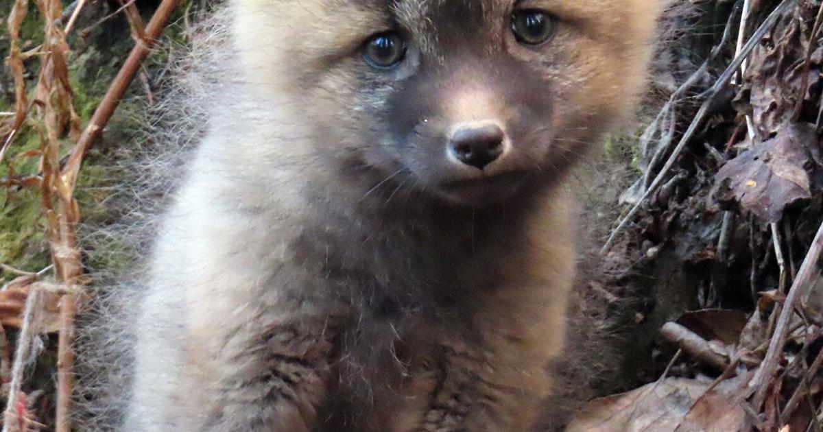 Hey fox | Photo Of The Day | newsminer.com