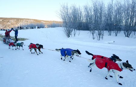 Yukon Quest: Mile 101