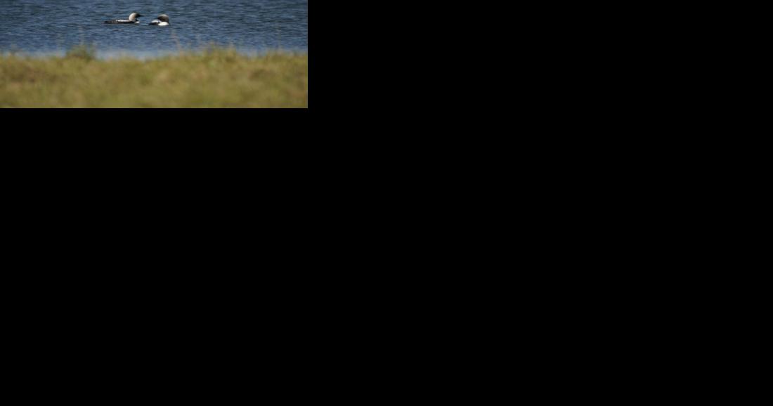 Study: The closer that birds' nests are to Prudhoe oil infrastructure, the lower the survival rates | Alaska News - Vimarsana News