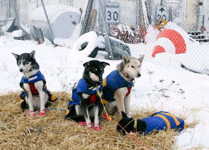 Yukon Quest musher Neff first in, out of cold Carmacks Yukon Quest
