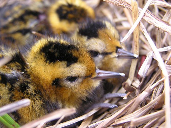 Study The closer that birds’ nests are to Prudhoe oil infrastructure, the lower the survival