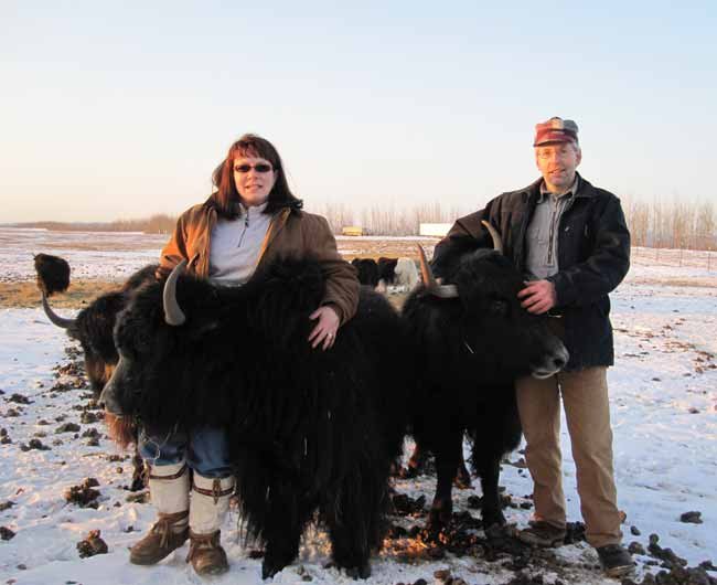 Yak time Distinctive animals raised in Delta Junction Alaska Grown