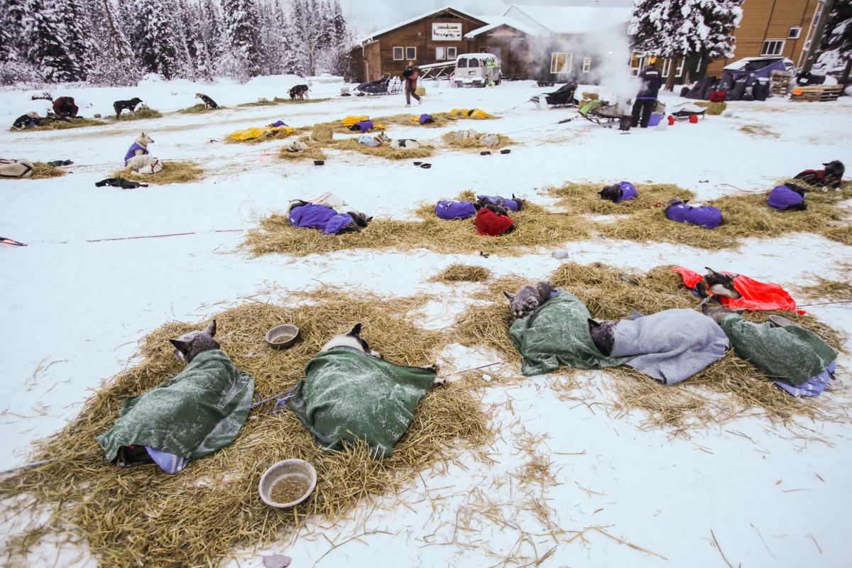 2019 Yukon Quest Pelly Crossing Yukon Quest