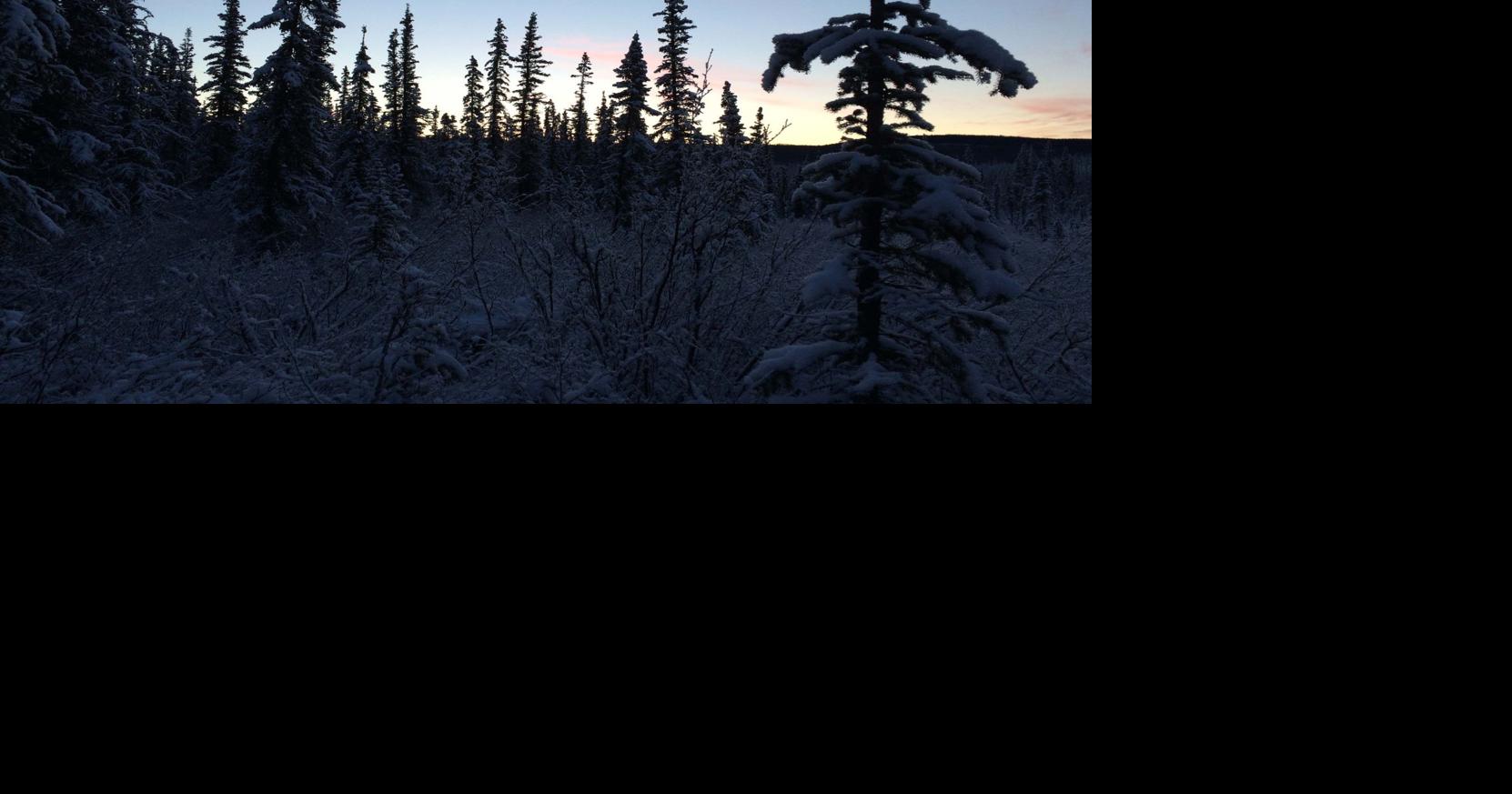 Division of Forestry burns black spruce in Fairbanks area Local News