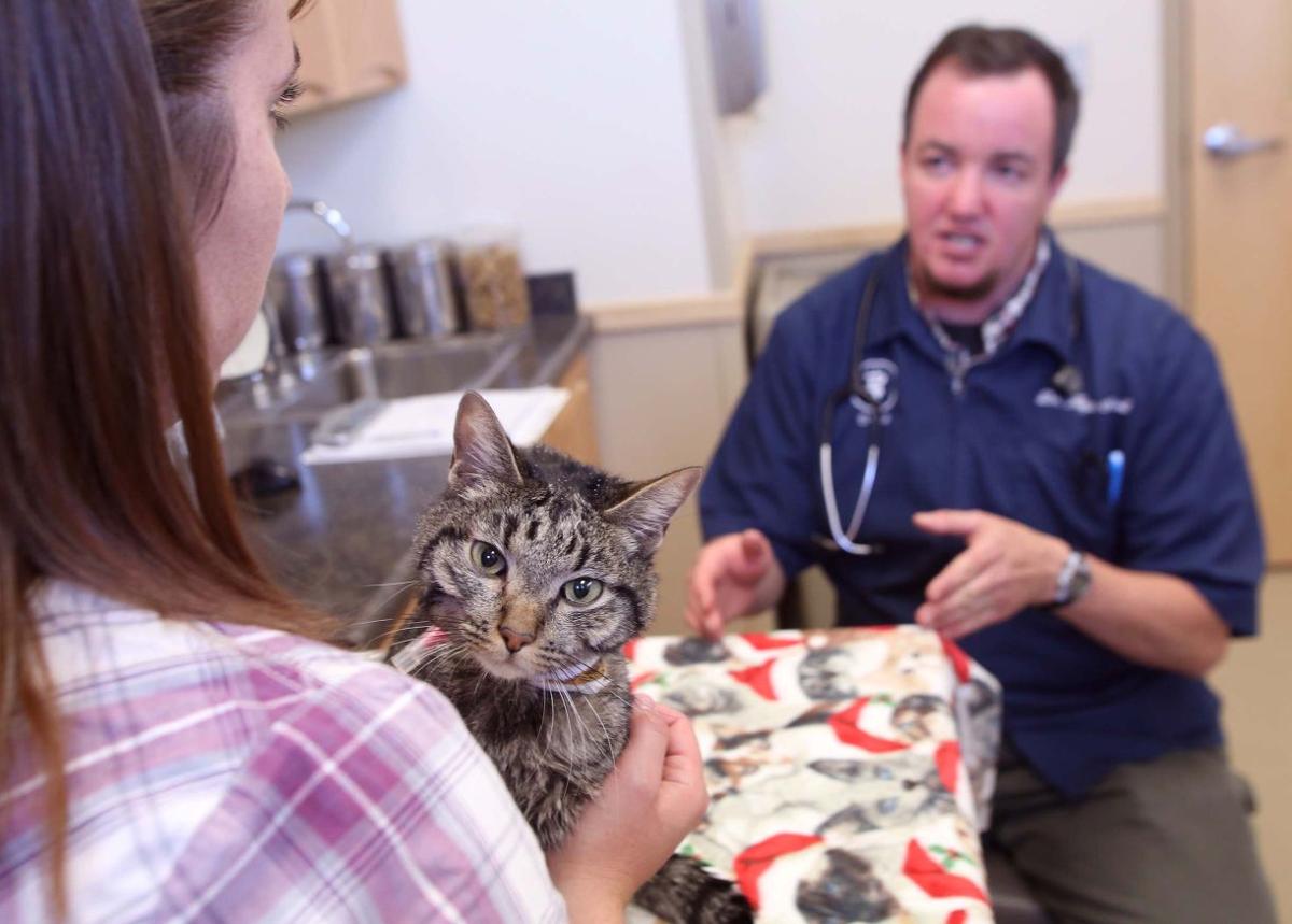 Moosie The Cat Reunited With Family After Being Trapped For 2