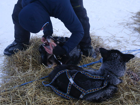 Yukon Quest: Mile 101