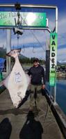 North Pole man takes the lead in Valdez Halibut Derby