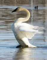 Swan dance