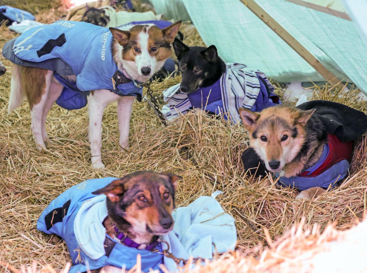 Yukon Quest - Dawson City