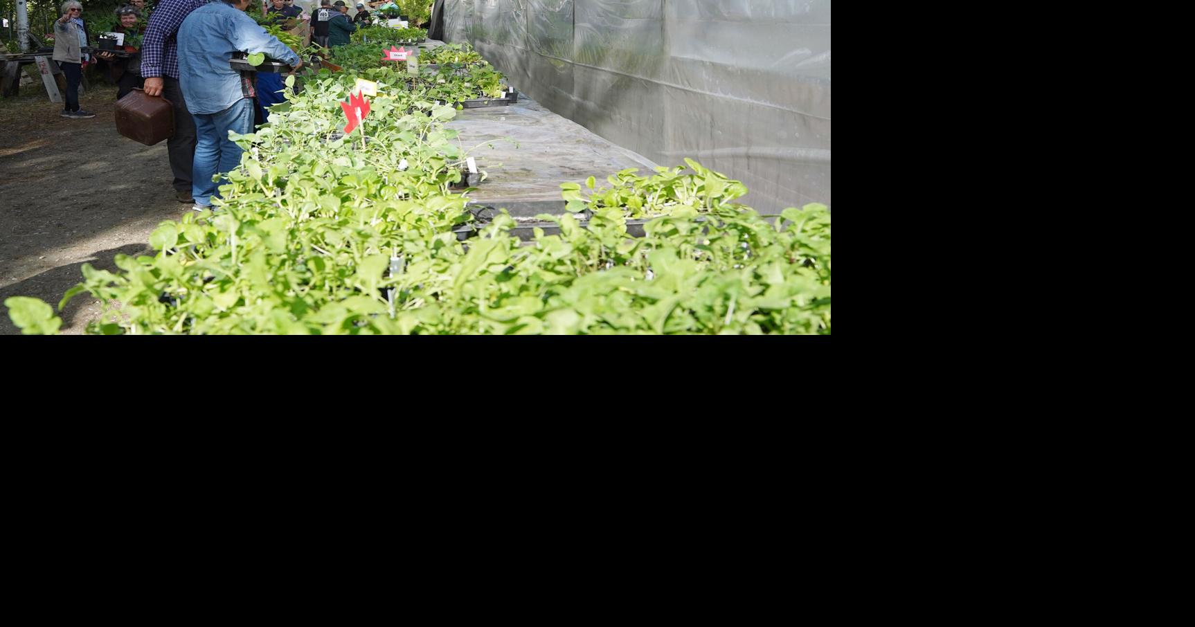 Outdoor veggie variety