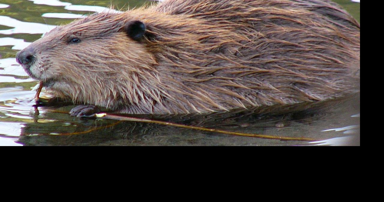 Raccoons, wild pigs and other bad ideas across Alaska | Alaska Science ...