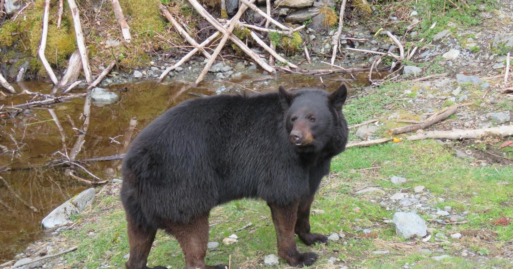 Close encounters with bears: What to do, how to handle it - Vimarsana News