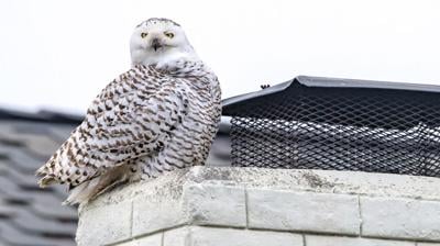 Snowy owl goes south