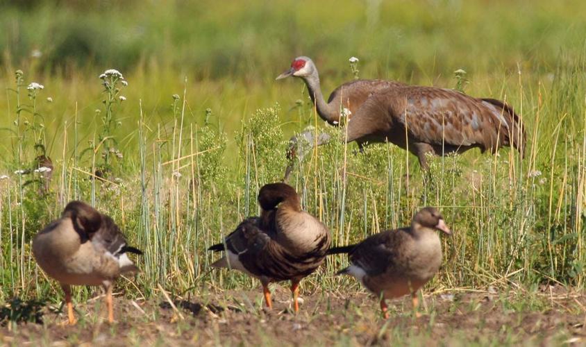 Creamer's Field festival celebrates the sandhill crane Latitude 65
