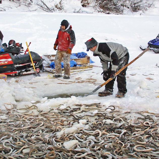 tracking arctic lampreys the yukon