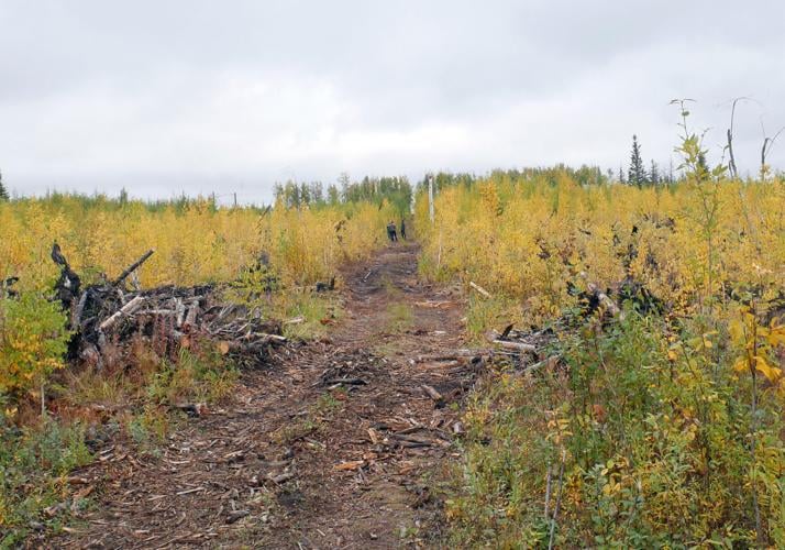 A look at the NenanaTotchaket Agricultural Project Local News