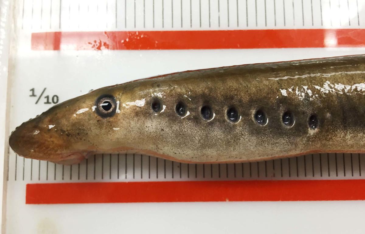 Tracking Arctic lampreys, the Yukon River's elusive 'eels' Community