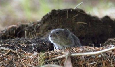 Got Voles Tips To Deal With A Garden S Biggest Pest Gardening Newsminer Com