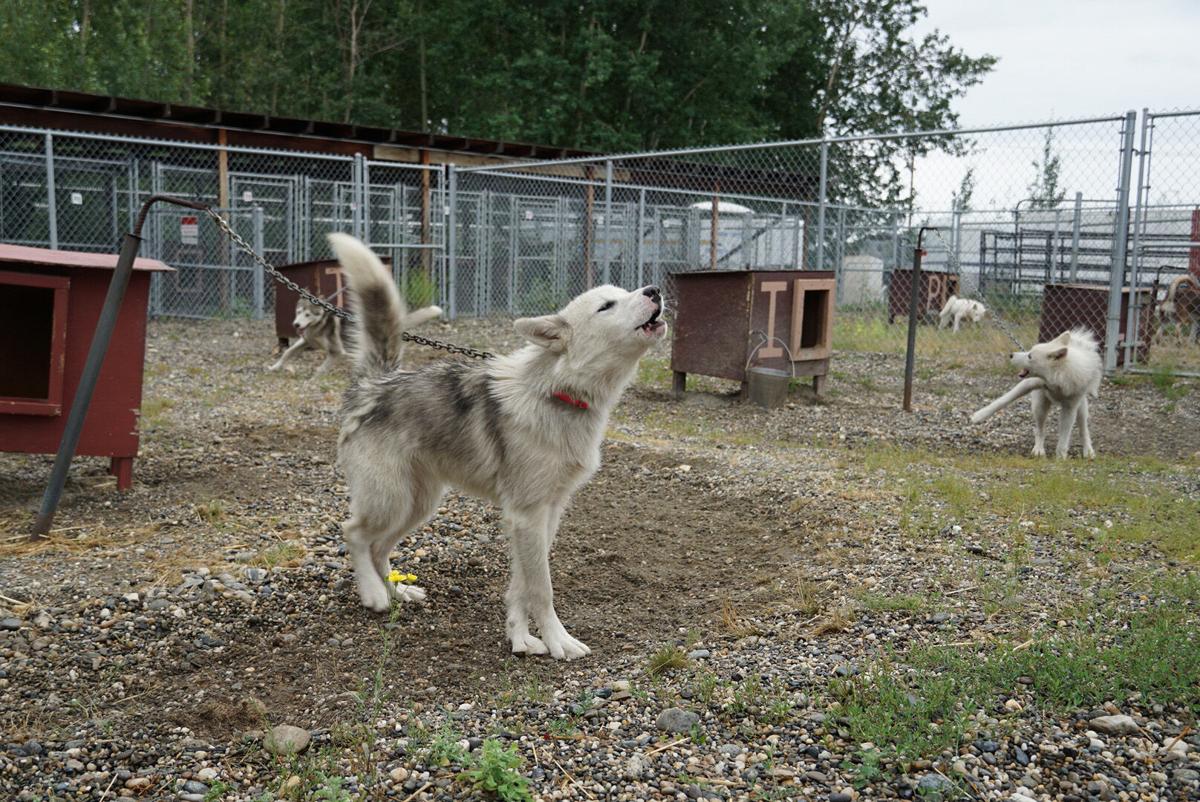 Borough Animal Shelter To Receive Unusual Sizable Private Donation Alaska News Newsminer Com