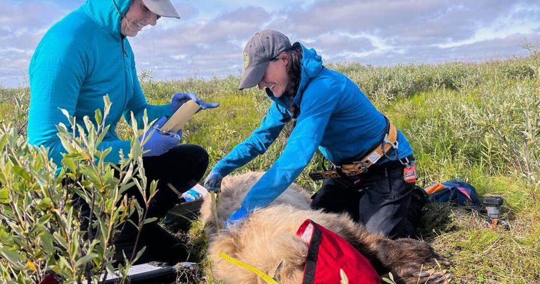 The scent of barren ground grizzly