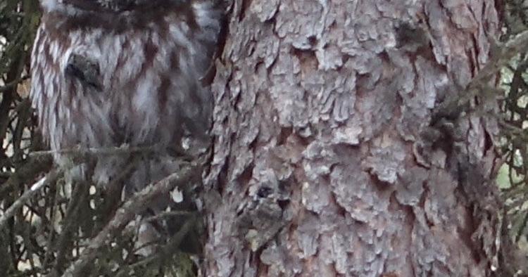 Boreal owls perform by daylight - Vimarsana News