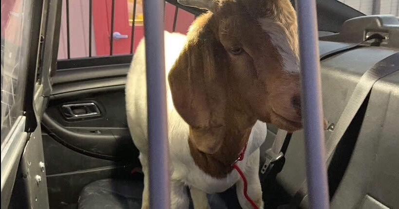 Curry the goat's celebrity journey culminates in getting out the vote